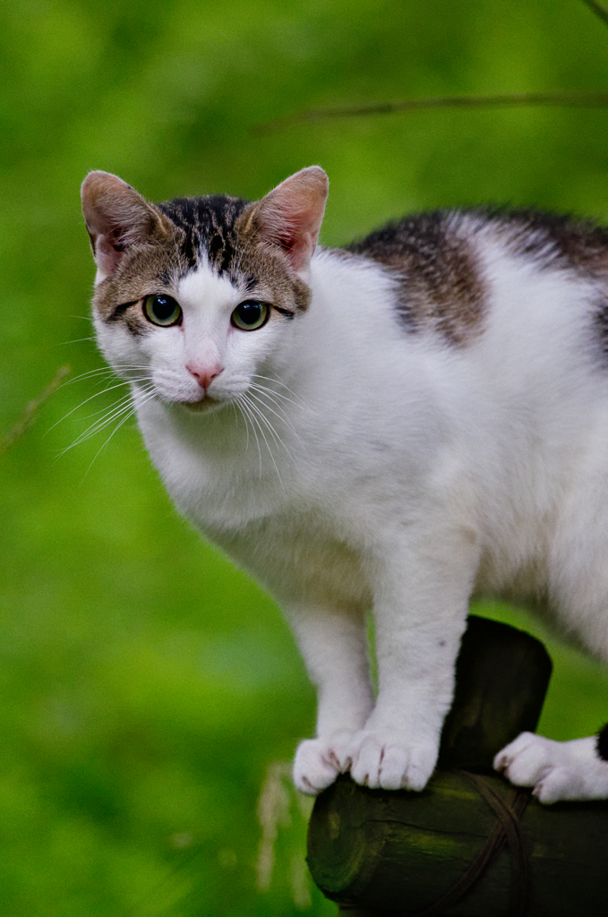吾輩は猫である、ニャー # 316