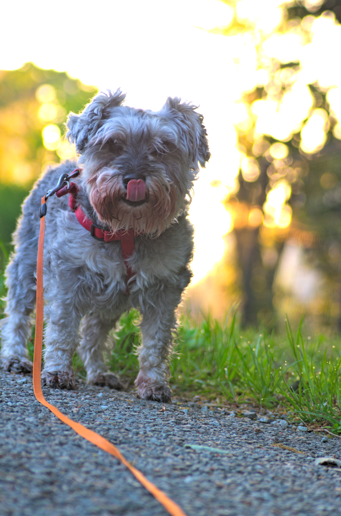 my pretty dog # 183