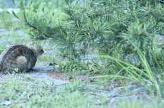 吾輩は猫である、ニャー # 221