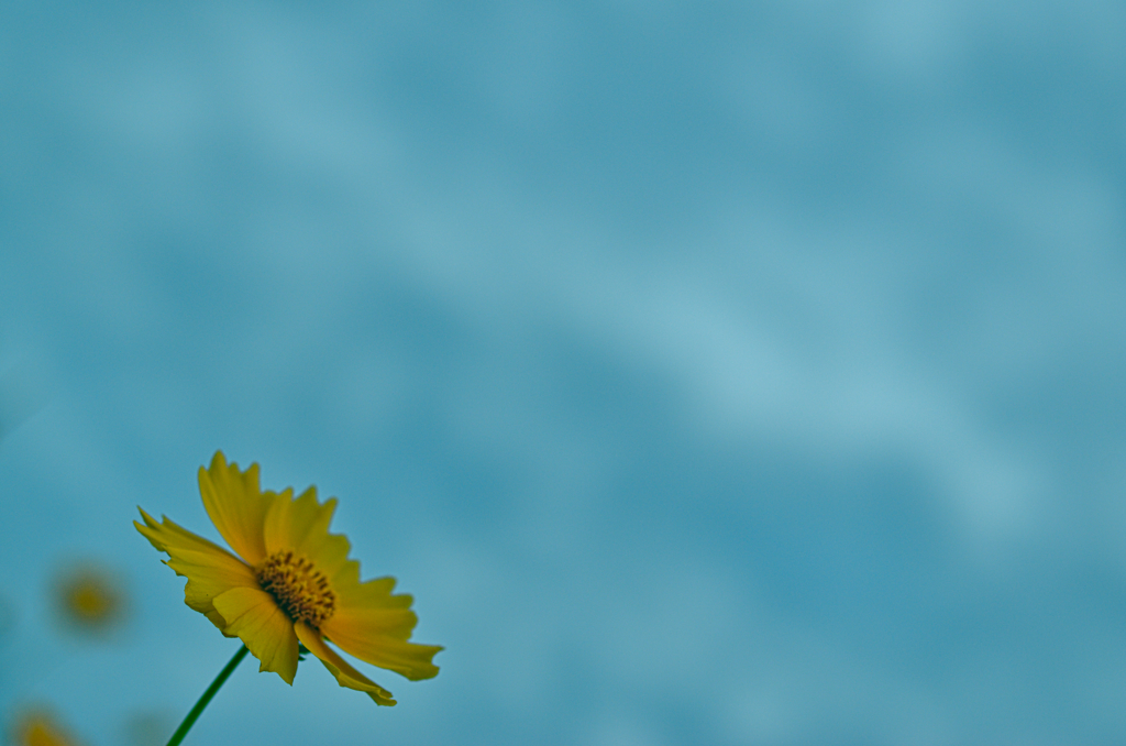 オオキンケイギク