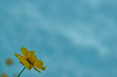 オオキンケイギク