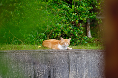 吾輩は猫である、ニャー # 353