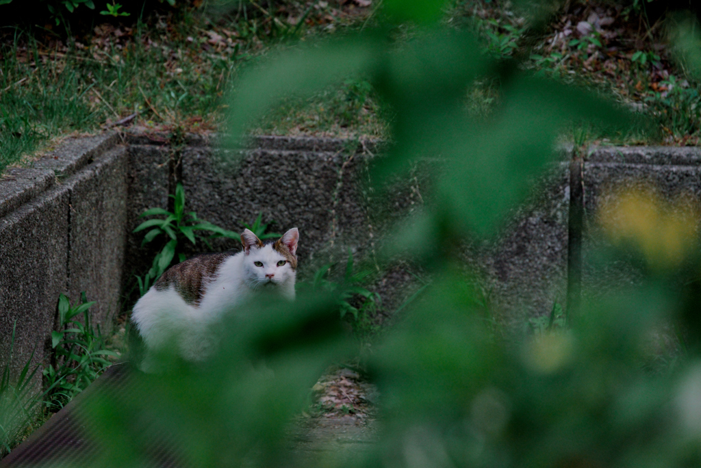 吾輩は猫である、ニャー # 1047