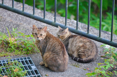 吾輩は猫である、ニャー # 448