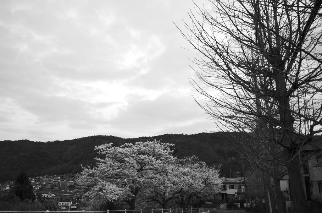 お散歩桜　#13