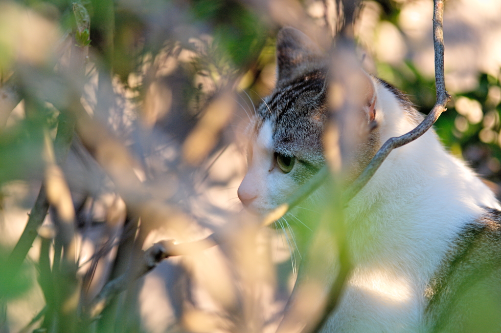 吾輩は猫である、ニャー # 122