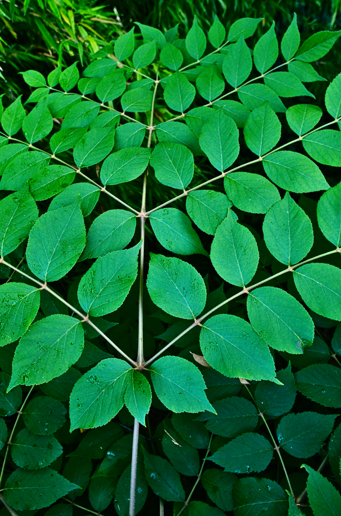 葉っぱいろいろ