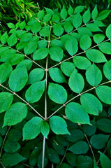 葉っぱいろいろ