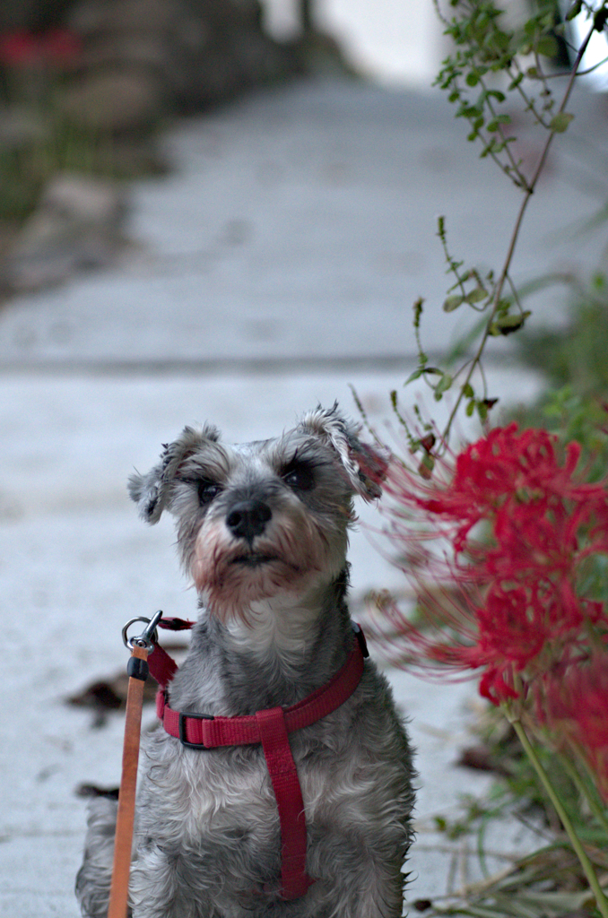 my pretty dog # 47
