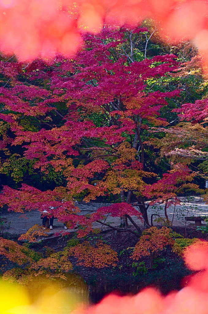 紅葉三昧 '2019