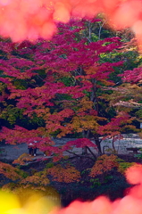 紅葉三昧 '2019