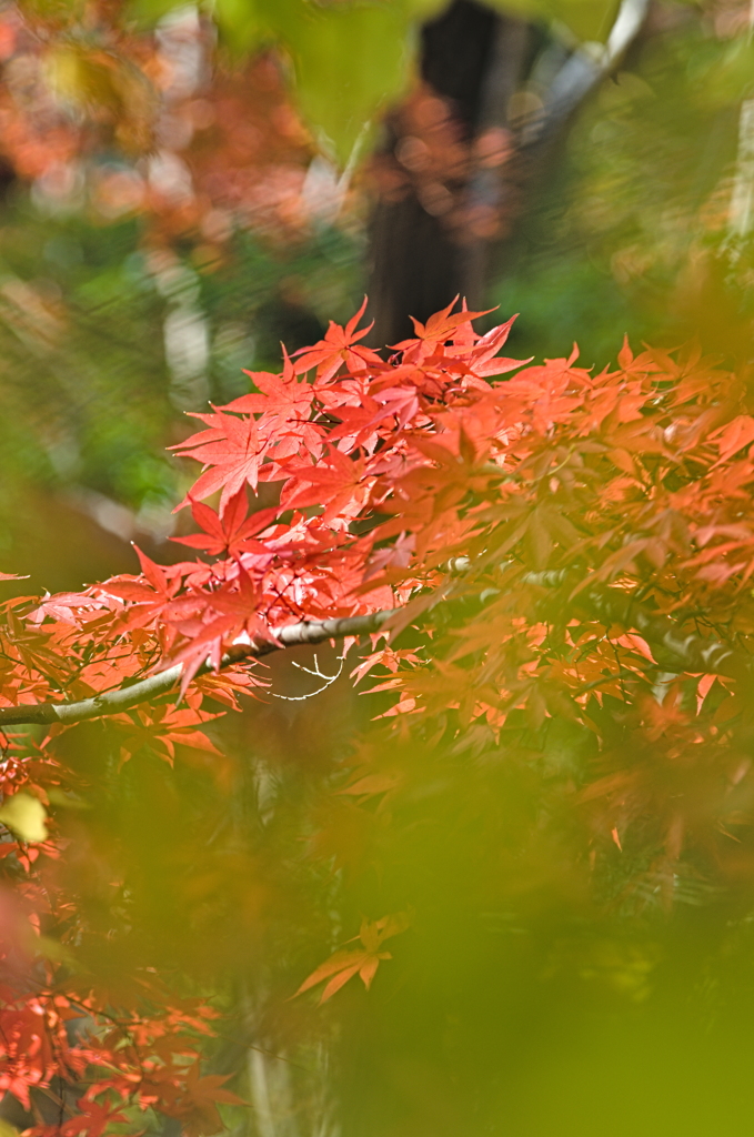 紅葉