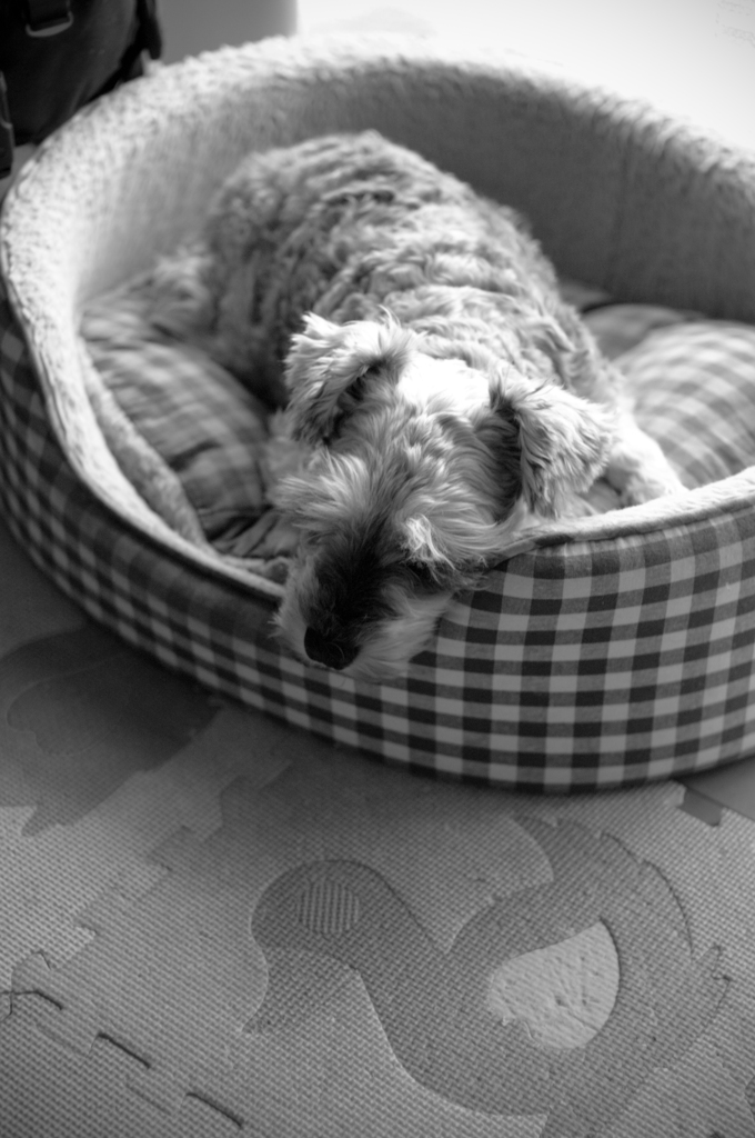 my pretty dog # 85