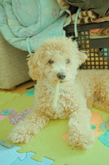 my pretty dog Ⅱ # 90