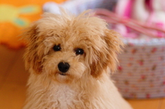 my pretty dog Ⅱ # 1