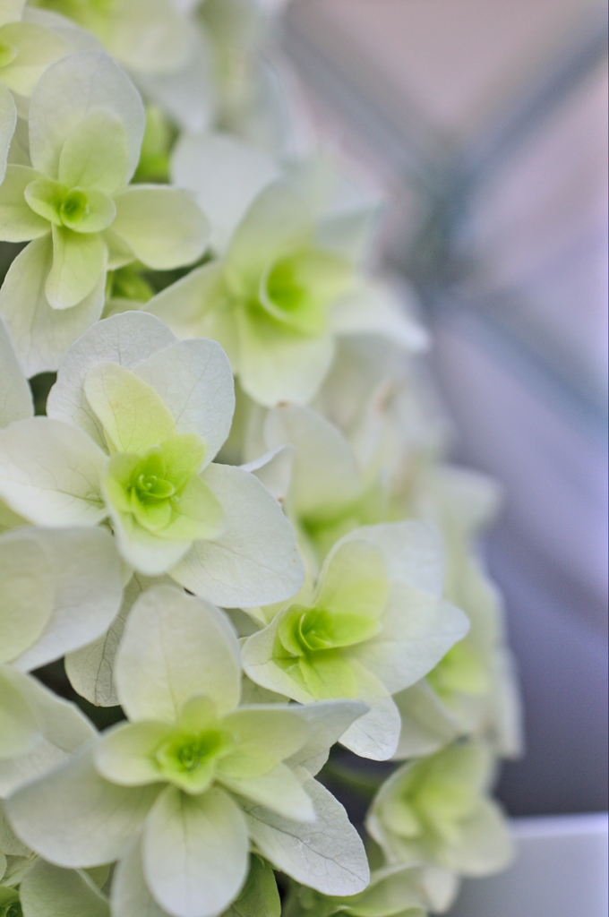 カシワバアジサイ