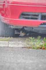 吾輩は猫である、ニャー # 640