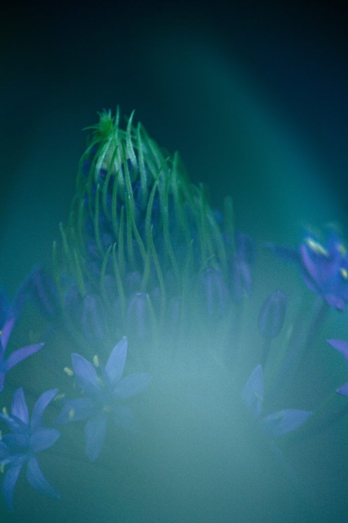 シラー・ペルビアナ