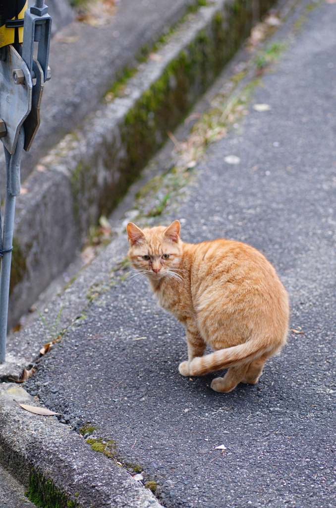 吾輩は猫である、ニャー # 685