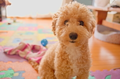 my pretty dog Ⅱ # 77