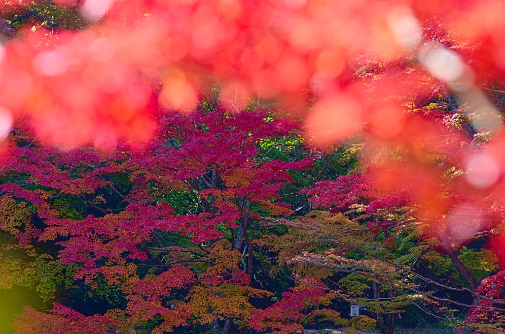 紅葉三昧 '2019