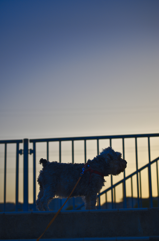 my pretty dog # 193