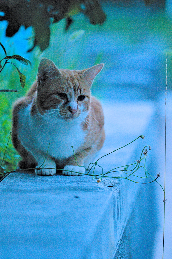 吾輩は猫である、ニャー # 575