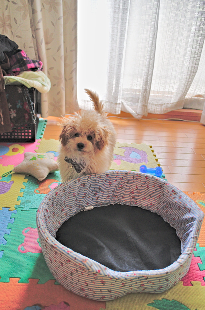 my pretty dog Ⅱ # 20