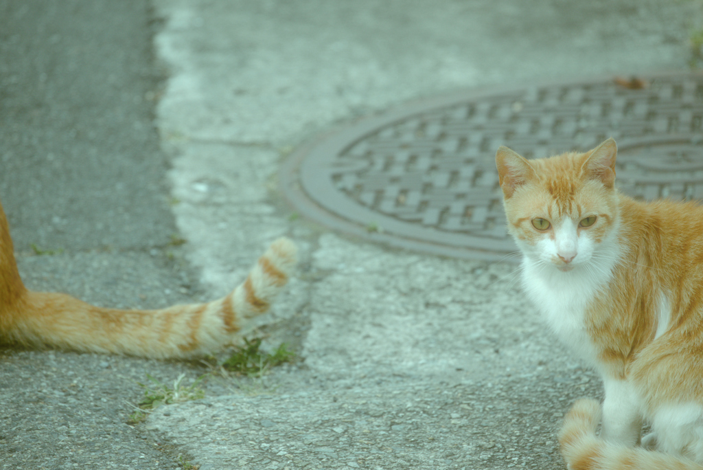 吾輩は猫である、ニャー # 1041