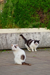 吾輩は猫である、ニャー # 696