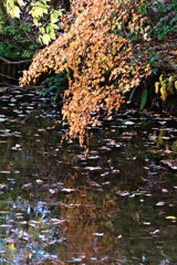 水辺の紅葉