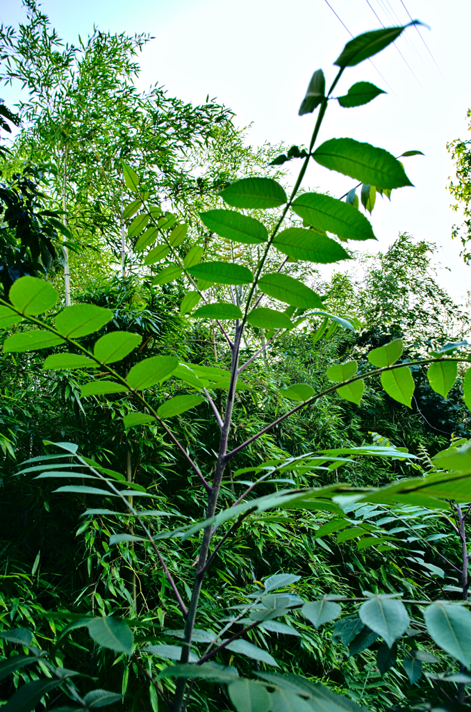 葉っぱいろいろ