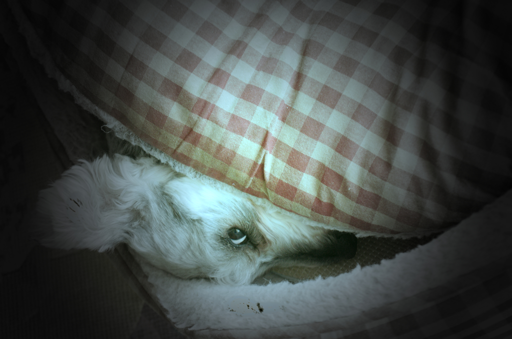 my pretty dog # 199