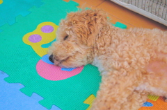 my pretty dog Ⅱ # 63