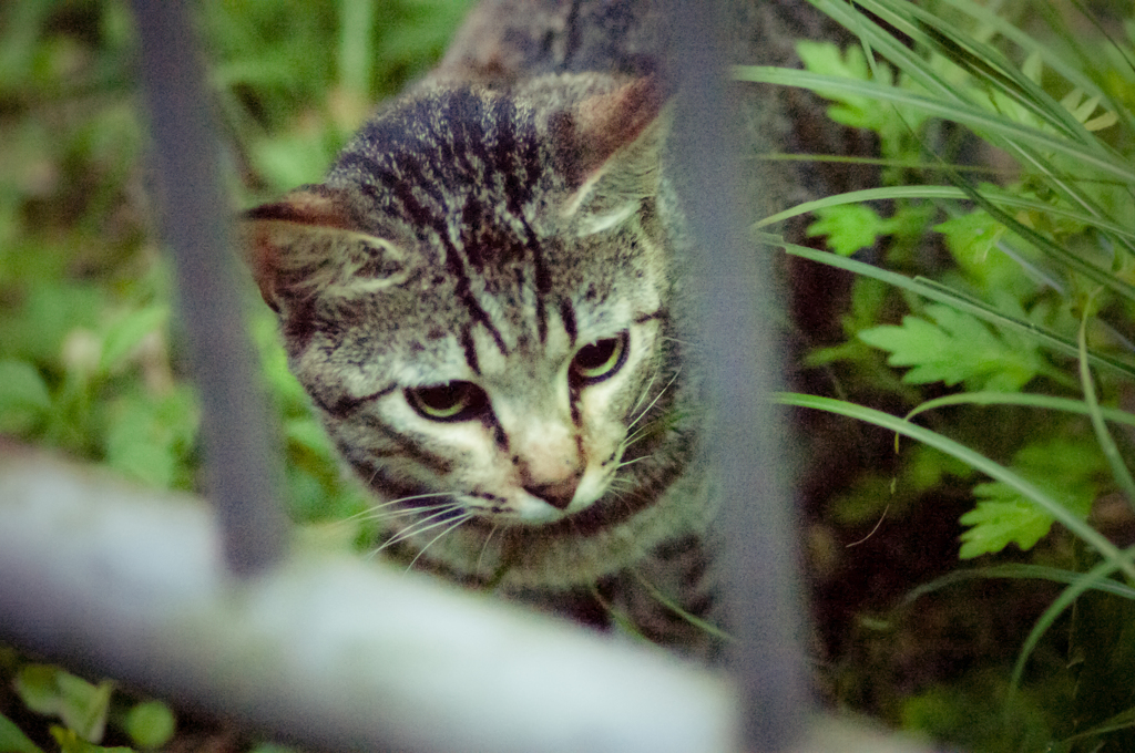 吾輩は猫である、ニャー # 18