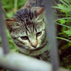 吾輩は猫である、ニャー # 18