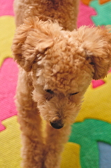 my pretty dog Ⅱ # 6