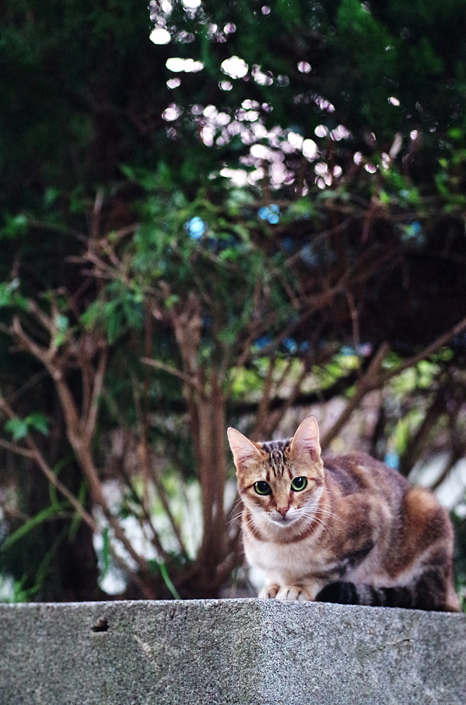 吾輩は猫である、ニャー # 65
