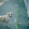my pretty dog Ⅱ # 316