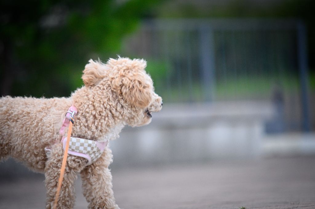 my pretty dog Ⅱ # 109