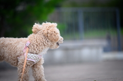 my pretty dog Ⅱ # 109