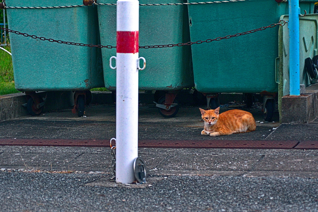 吾輩は猫である、ニャー # 1174