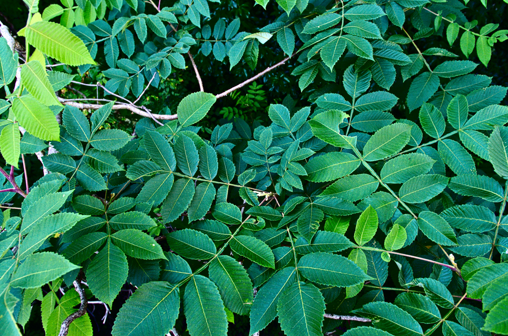 葉っぱいろいろ