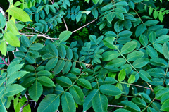 葉っぱいろいろ