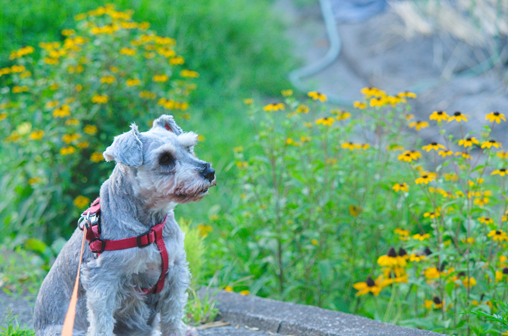 my pretty dog # 284