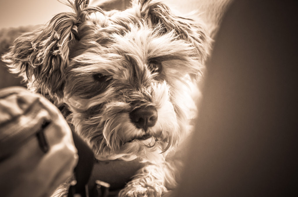 my pretty dog # 146