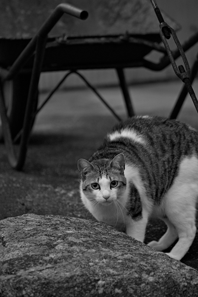 吾輩は猫である、ニャー # 957