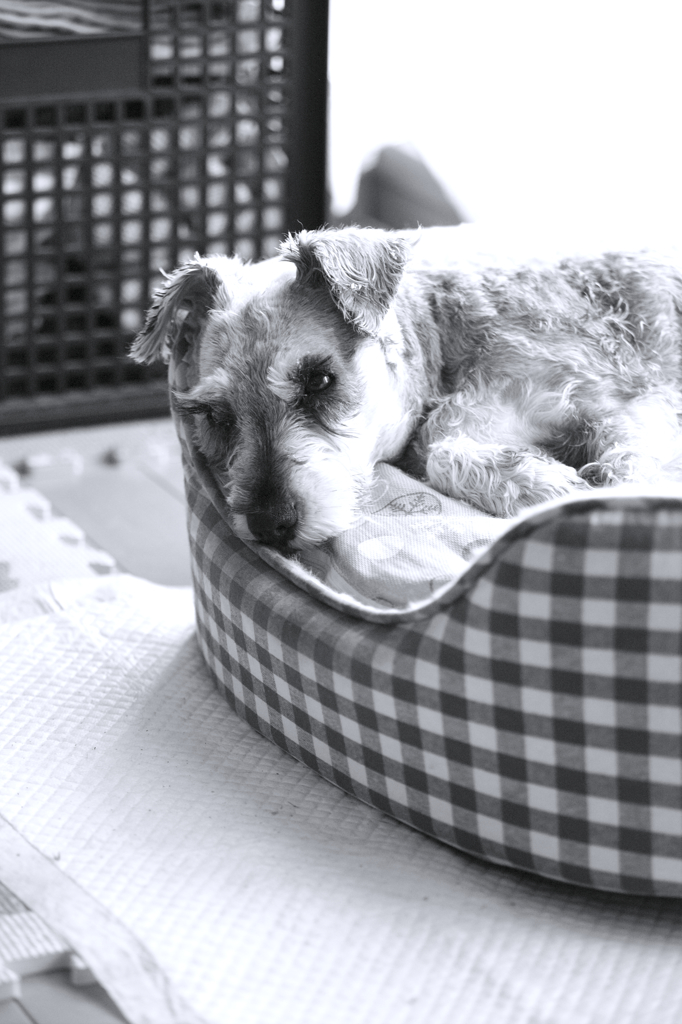 my pretty dog # 240