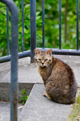 吾輩は猫である、ニャー # 139