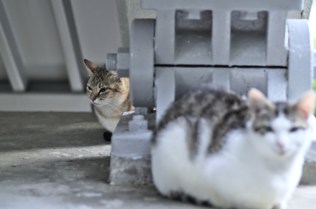 吾輩は猫である、ニャー # 208